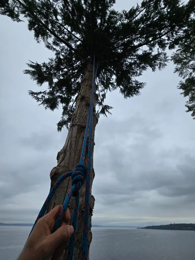 Rigging line setup on a tall tree during elevated residential branch work