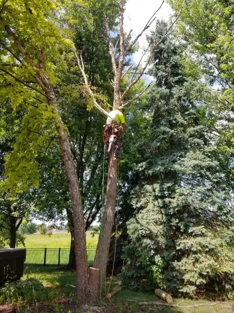 Tree worker performing elevated branch cutting in a mature tree