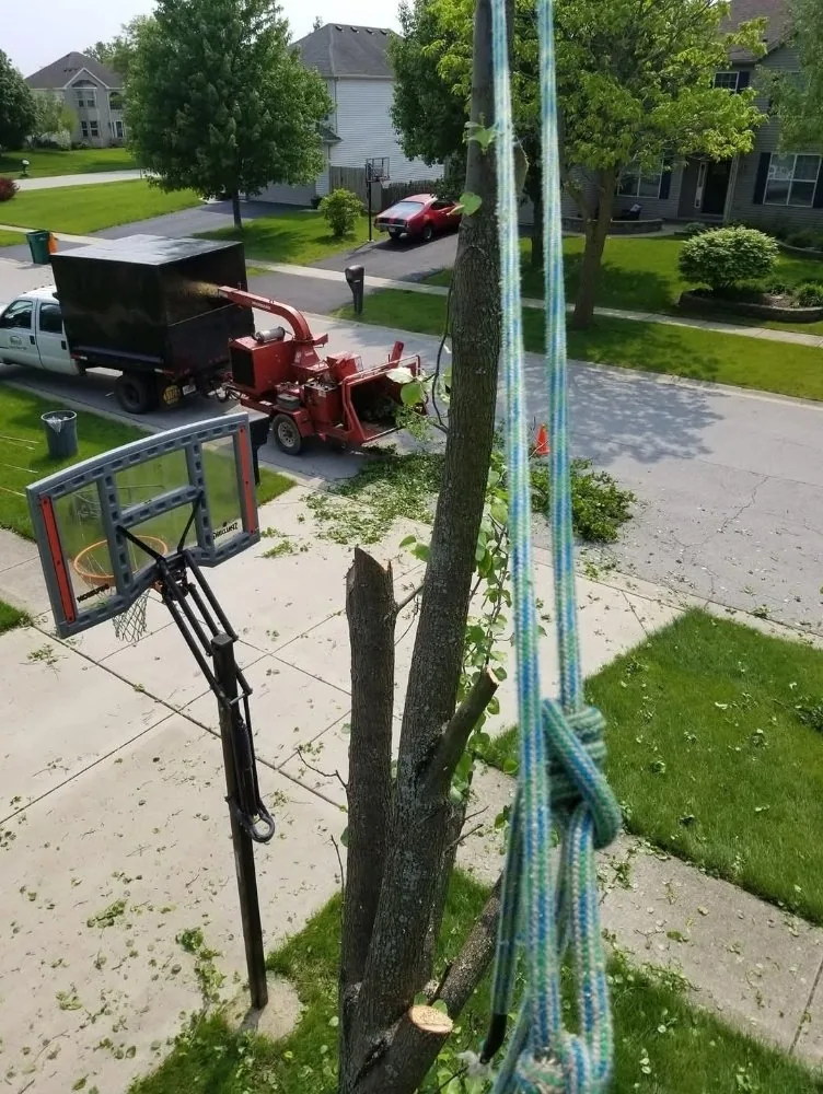 Elevated perspective from a tree showing rigging rope and wood chipping equipment below