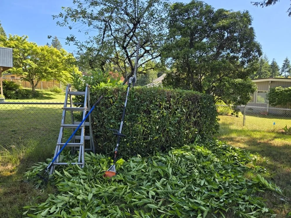 Hedge and tree trimming tools staged with cut foliage on a residential lawn