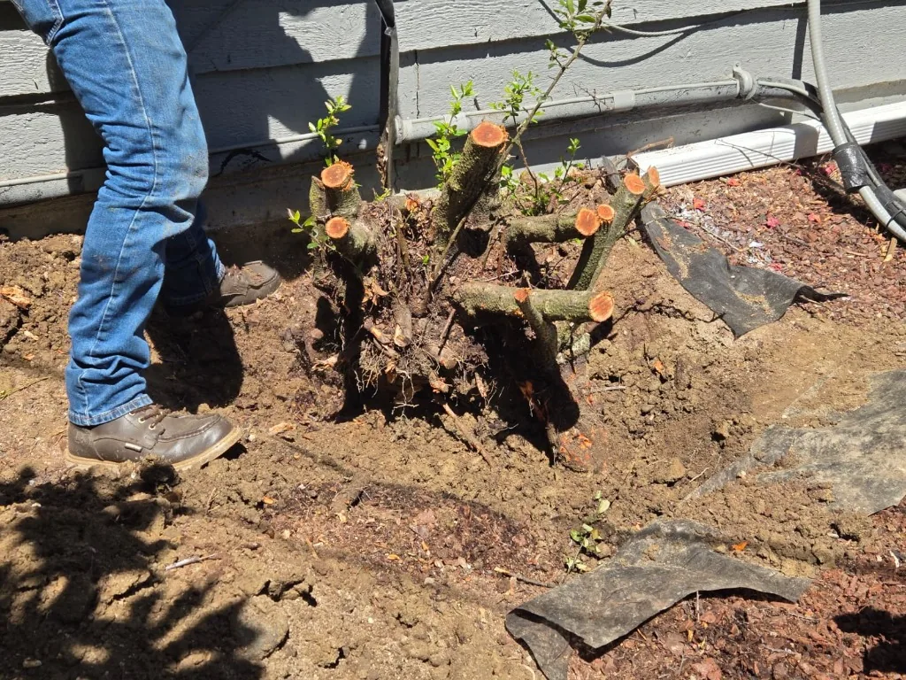 Excavation of root structure near a residential building