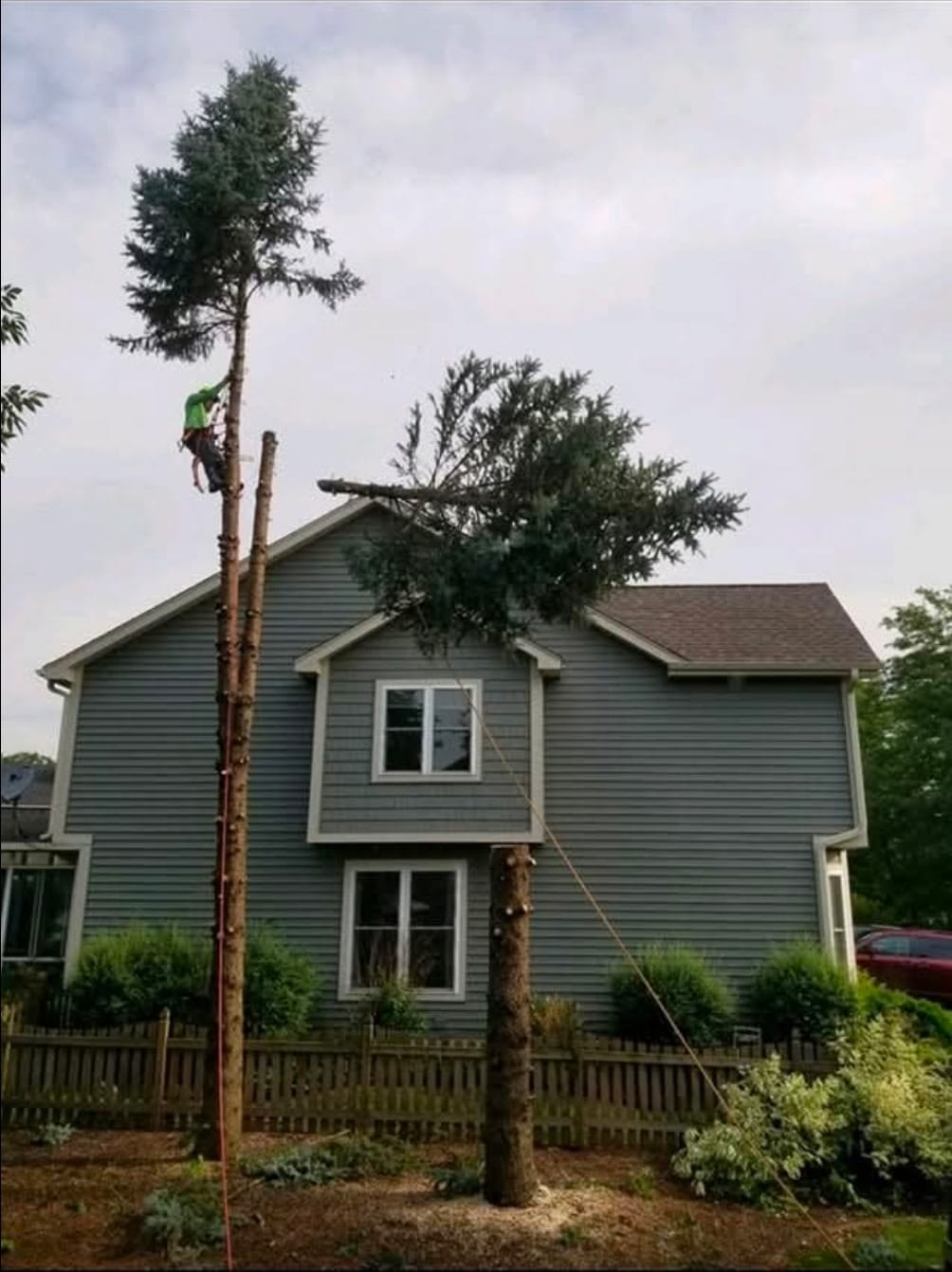 Tree care worker performing elevated branch maintenance