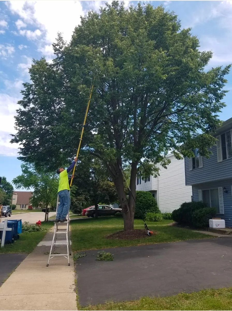 Tree care worker using pole saw on ladder for branch maintenance