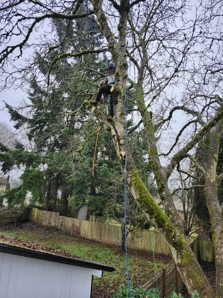 Tree worker performing residential tree pruning using rope access