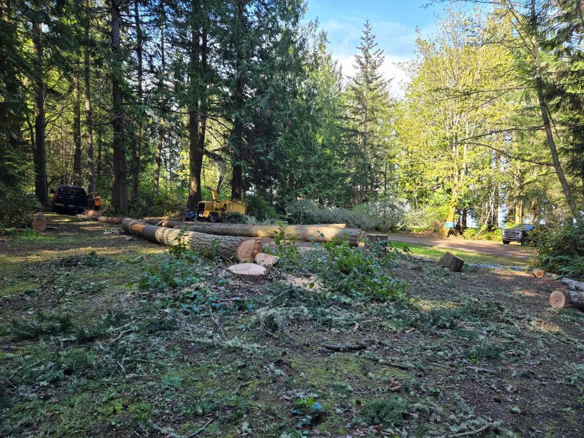 Tree cutting and section removal