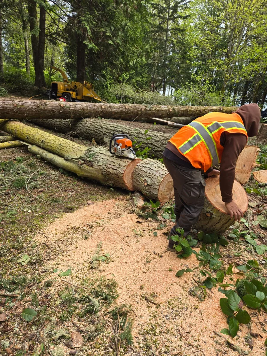 Tree cutting and log sectioning