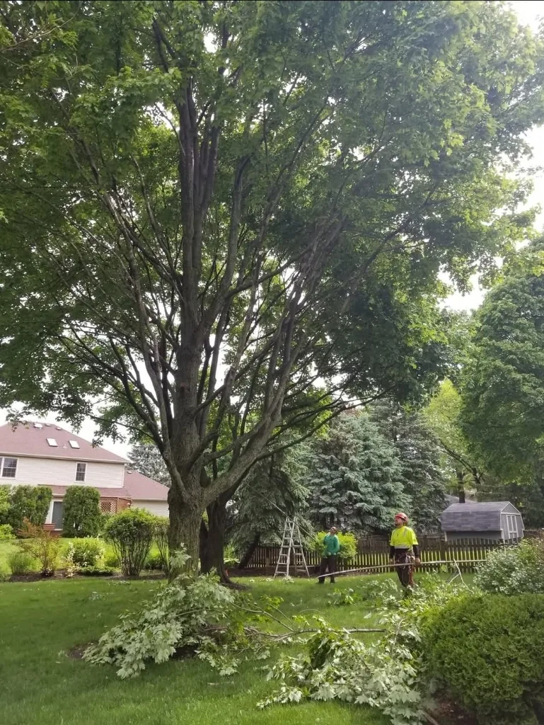 Residential branch trimming and tree maintenance